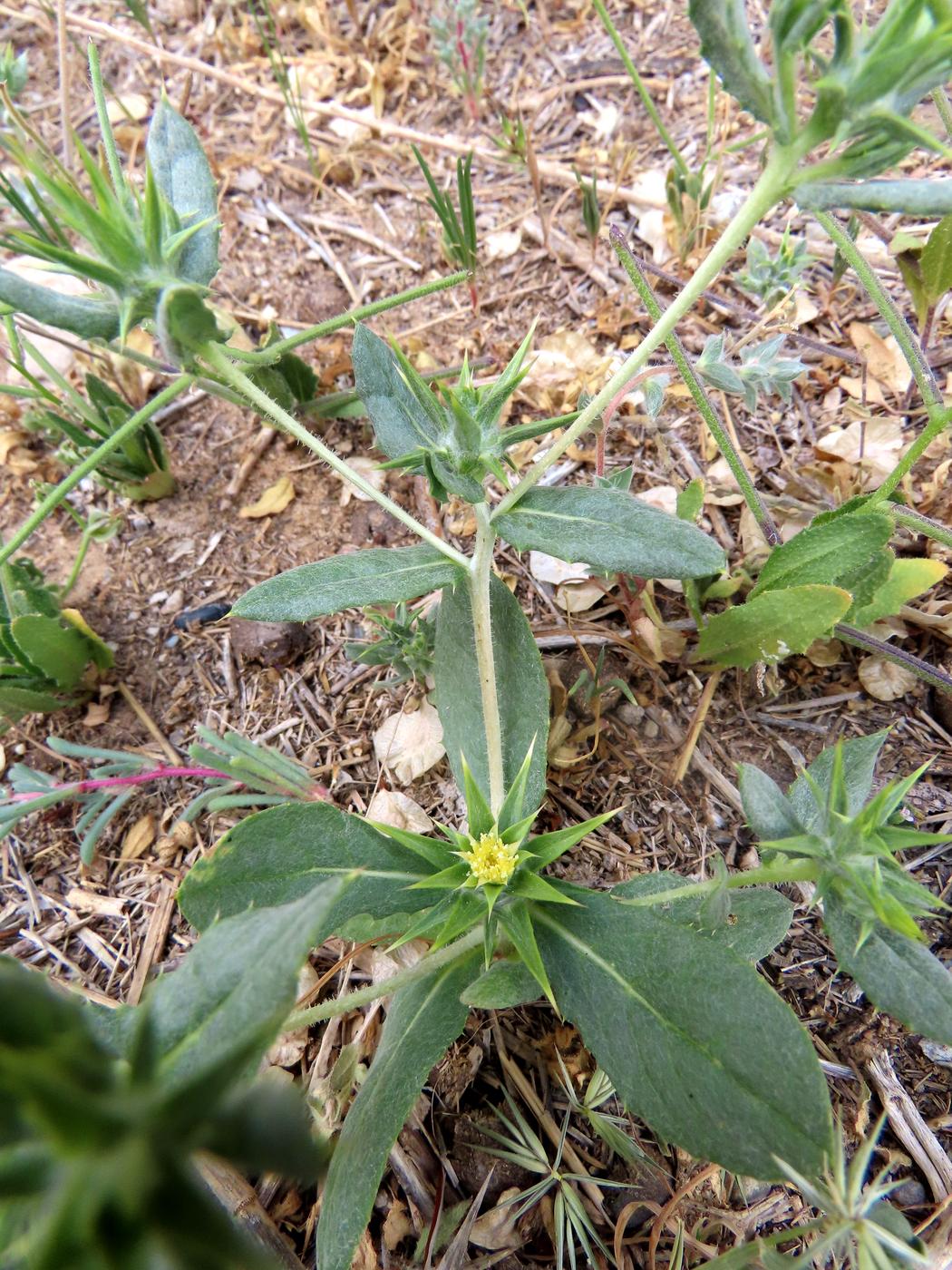 Изображение особи Cousinia prolifera.