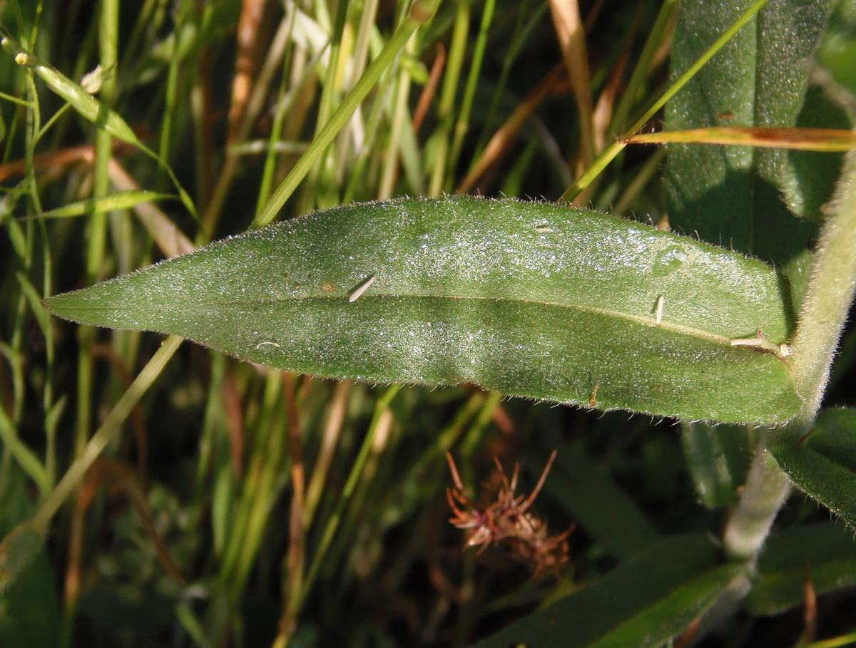 Image of Nonea pulla specimen.