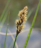 Carex appropinquata