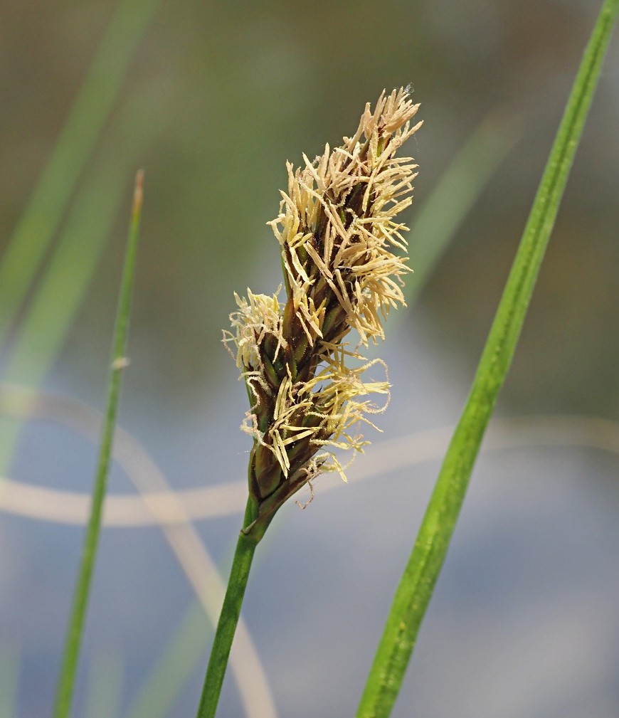 Изображение особи Carex appropinquata.