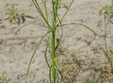 Crepis tectorum