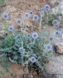 Echinops orientalis. Цветущее растение. Казахстан, г. Актау, морское побережье. 21 июня 2021 г.