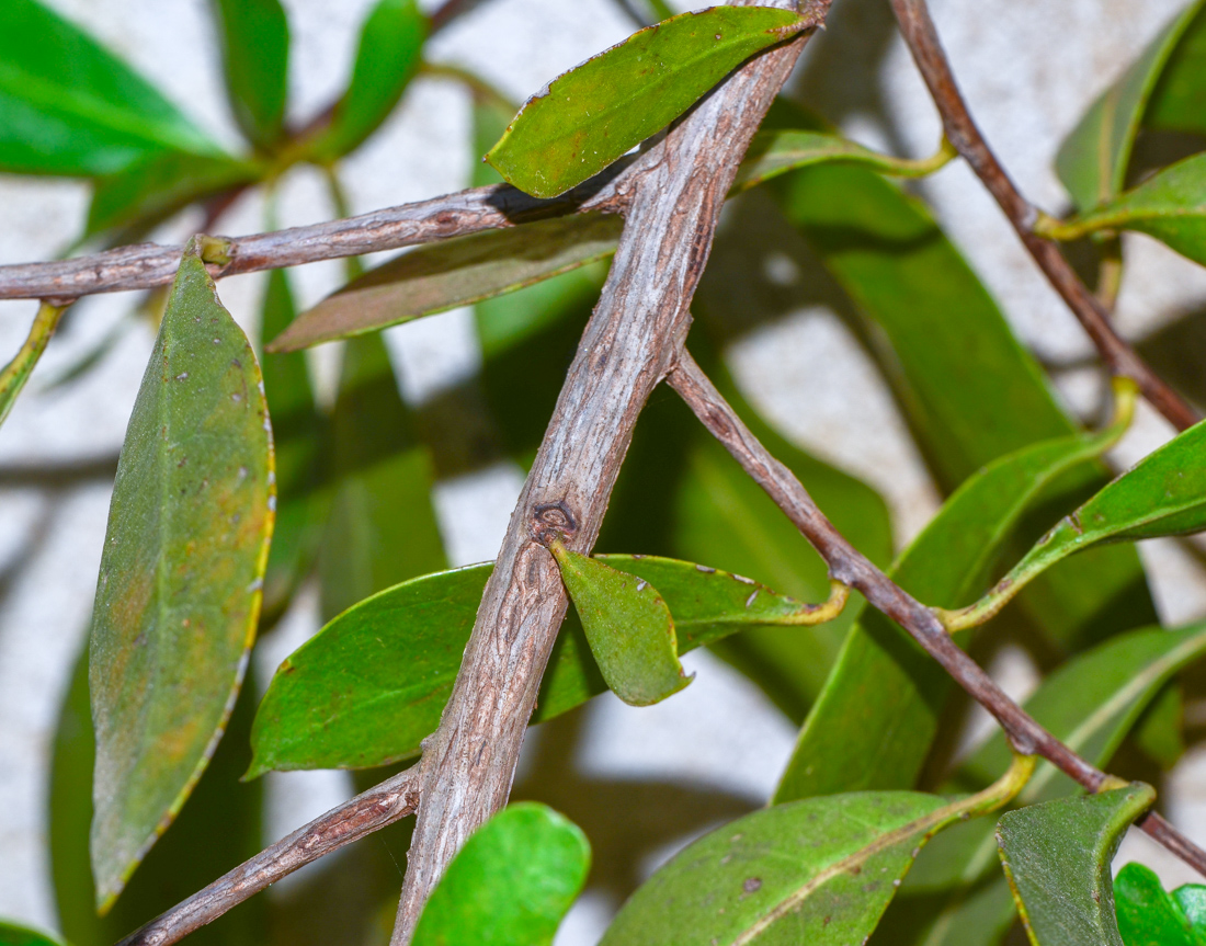 Изображение особи Conocarpus erectus.