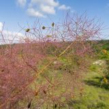 Cotinus coggygria. Часть соплодия. Краснодарский край, Крымский р-н, окр. станицы Неберджаевская, ур. Темрючки, старый заброшенный мергелевый карьер, на отвале грунта. 14.06.2021.