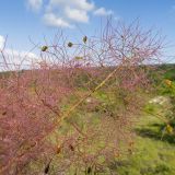 Cotinus coggygria