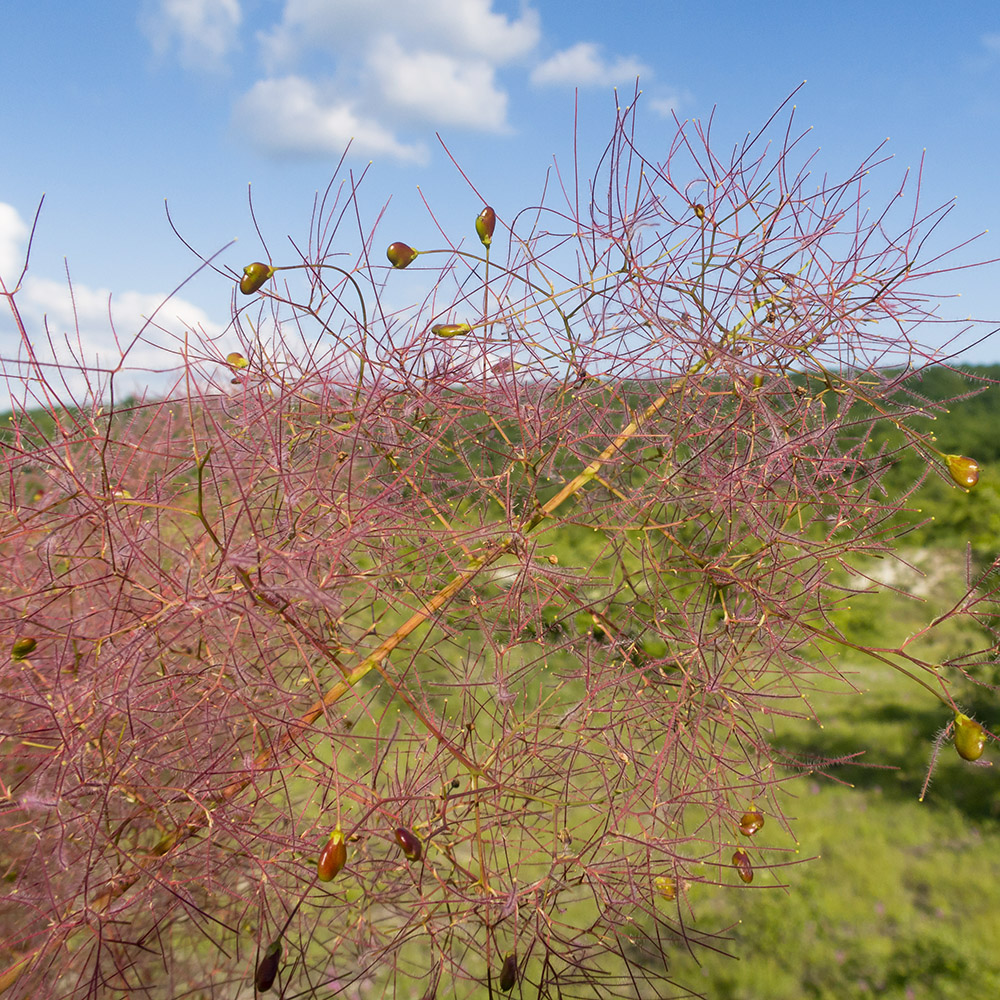 Изображение особи Cotinus coggygria.