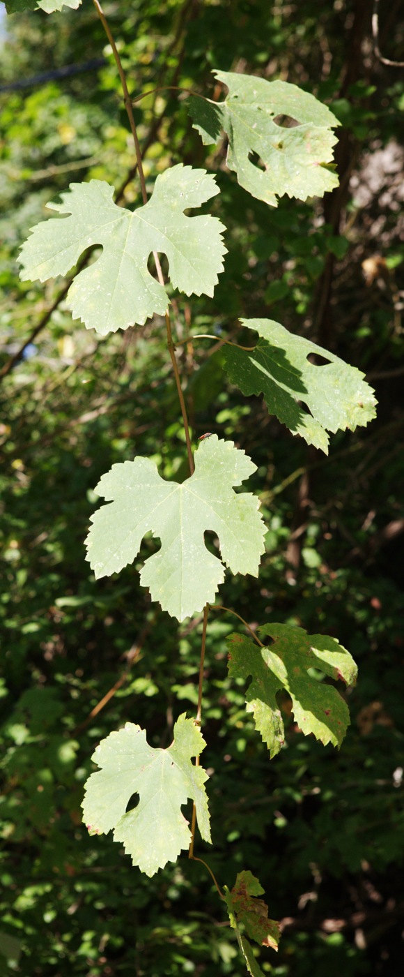 Изображение особи Vitis gmelinii.