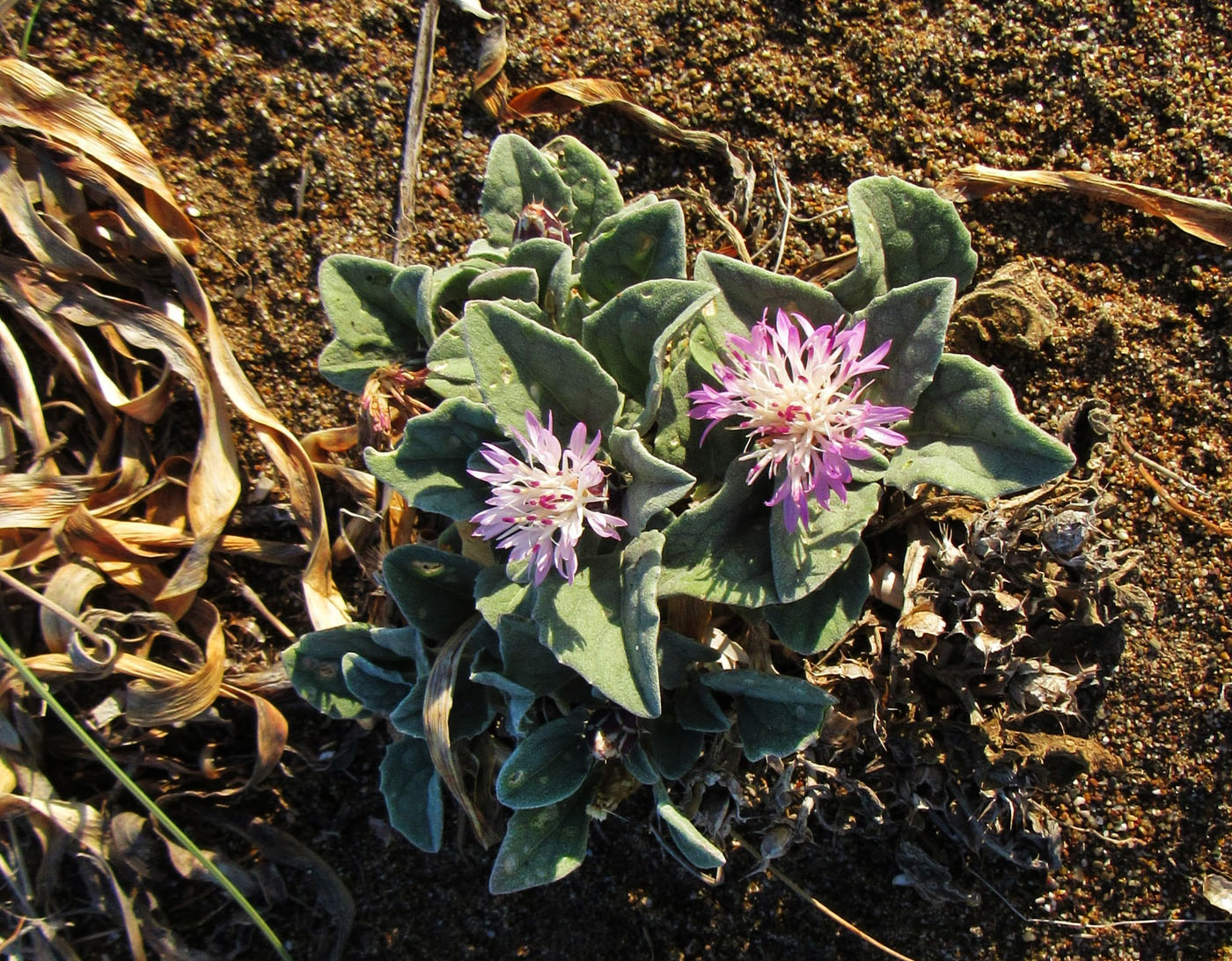 Изображение особи род Centaurea.