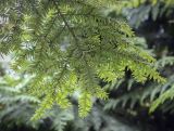 Tsuga canadensis