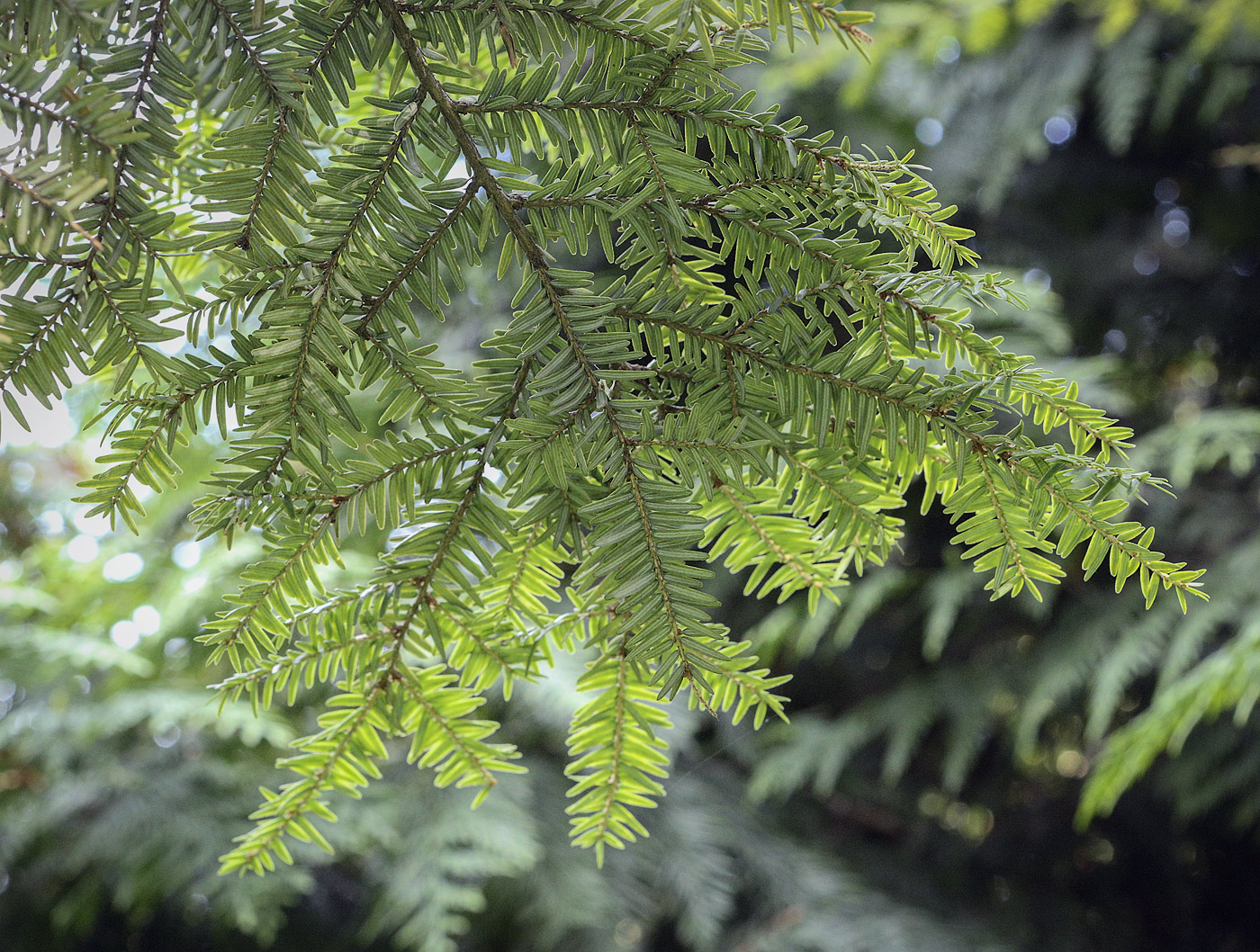 Изображение особи Tsuga canadensis.