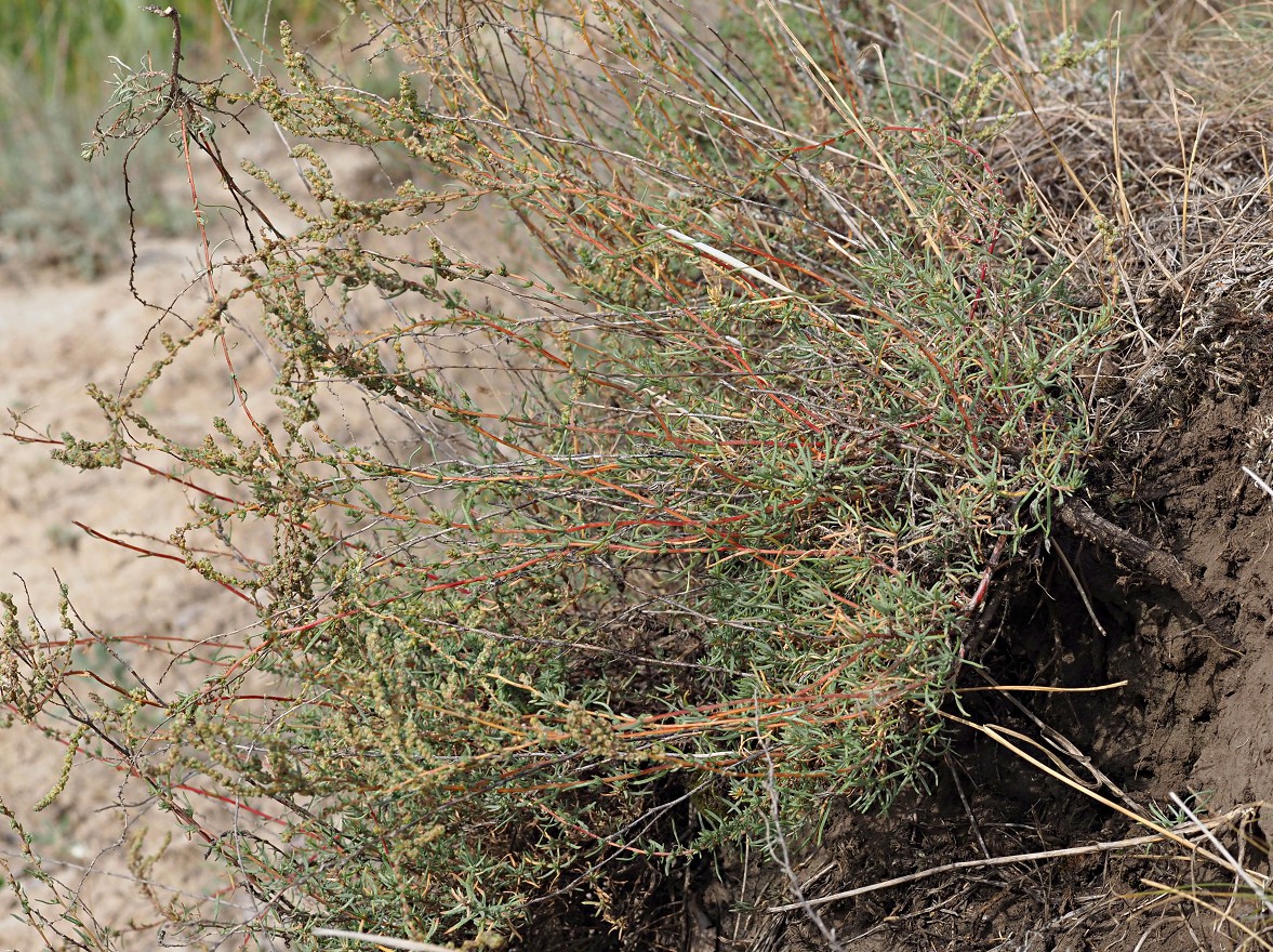 Image of Bassia prostrata specimen.