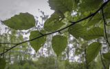 Betula utilis разновидность jacquemontii. Верхушка веточки (видна абаксиальная поверхность листьев). Москва, ГБС РАН, дендрарий. 29.08.2021.