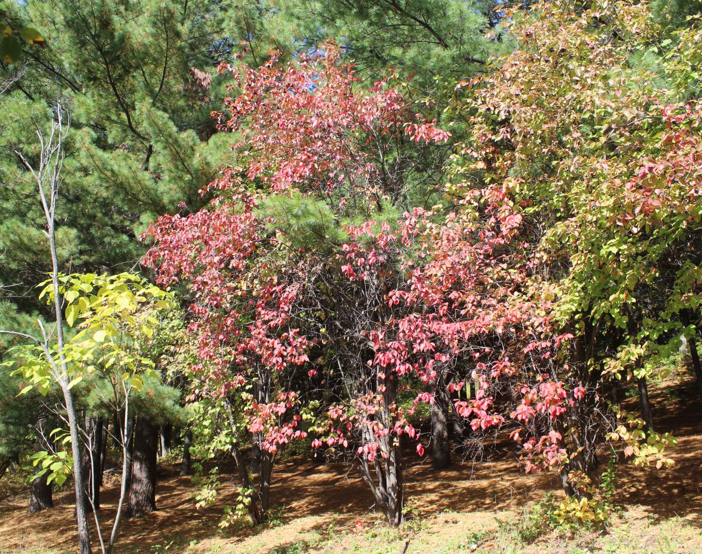 Image of Viburnum prunifolium specimen.