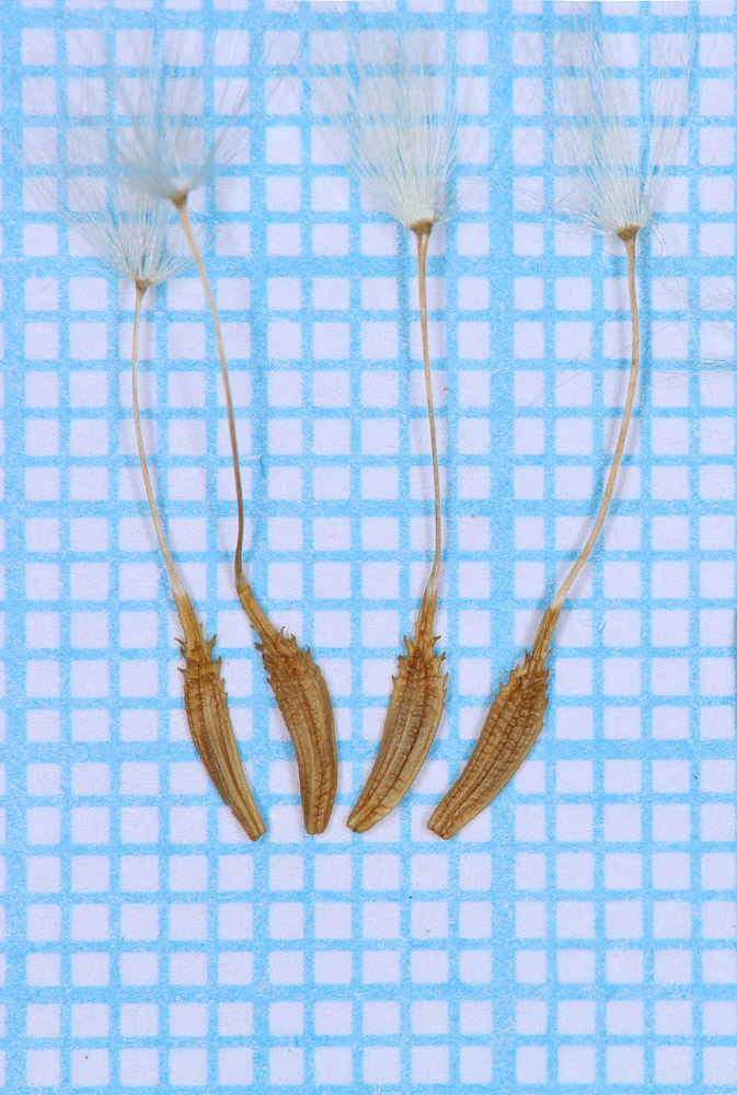 Image of Taraxacum pobedimovae specimen.