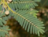 Vachellia sieberiana