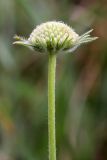 Lomelosia songarica. Верхушка расцветающего растения. Южный Казахстан, хр. Боролдайтау, ущ. Бозторгай. 02.06.2010.