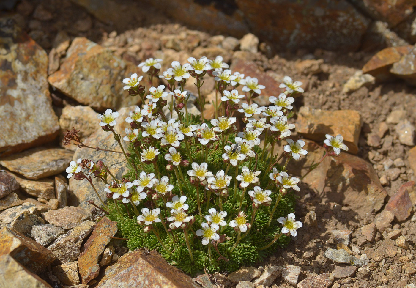 Изображение особи Saxifraga exarata.