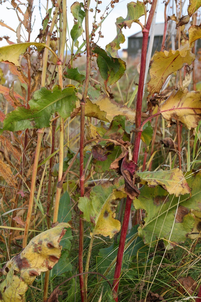 Image of Rumex confertus specimen.
