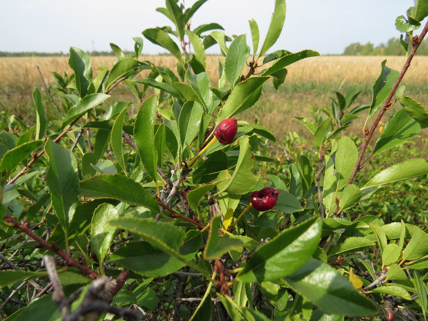 Изображение особи Cerasus fruticosa.