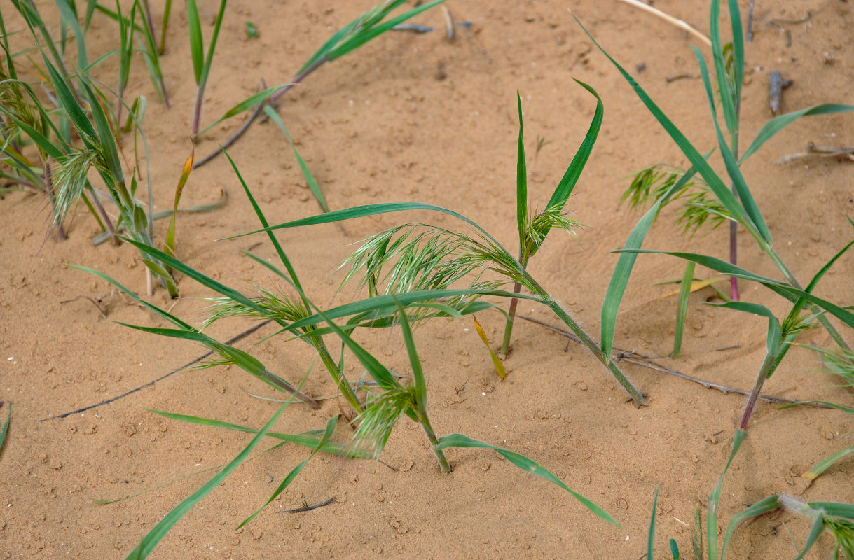 Изображение особи Anisantha tectorum.