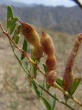 Glycyrrhiza glandulifera