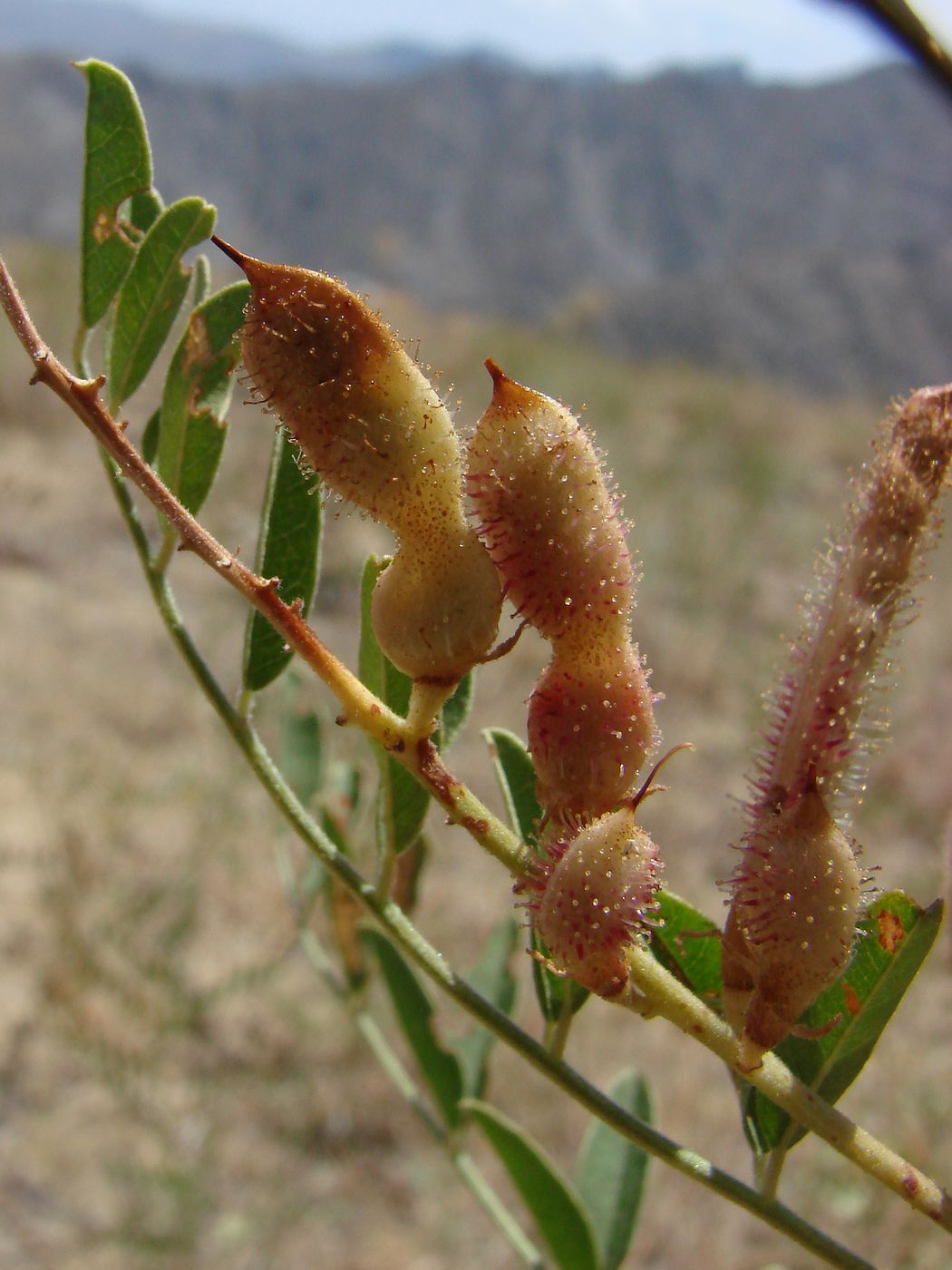 Image of Glycyrrhiza glandulifera specimen.