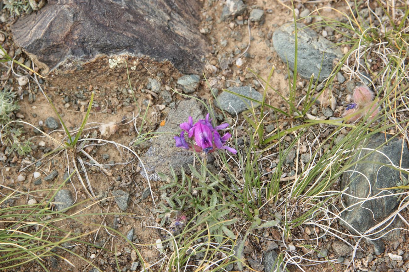 Изображение особи Oxytropis pumila.