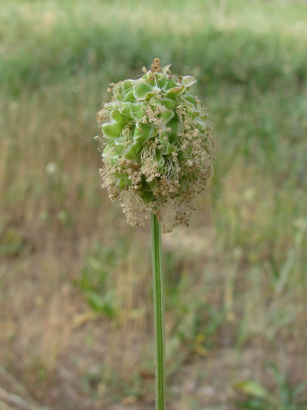 Image of Poterium polygamum specimen.