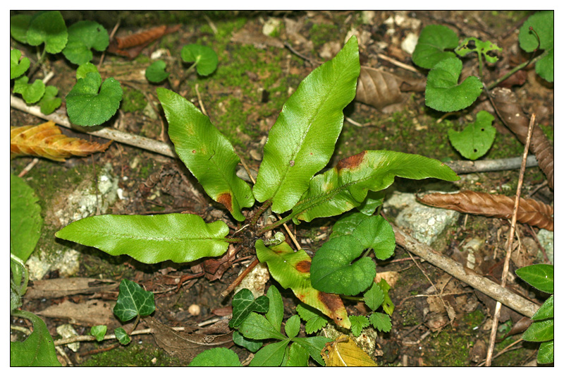 Изображение особи Phyllitis scolopendrium.