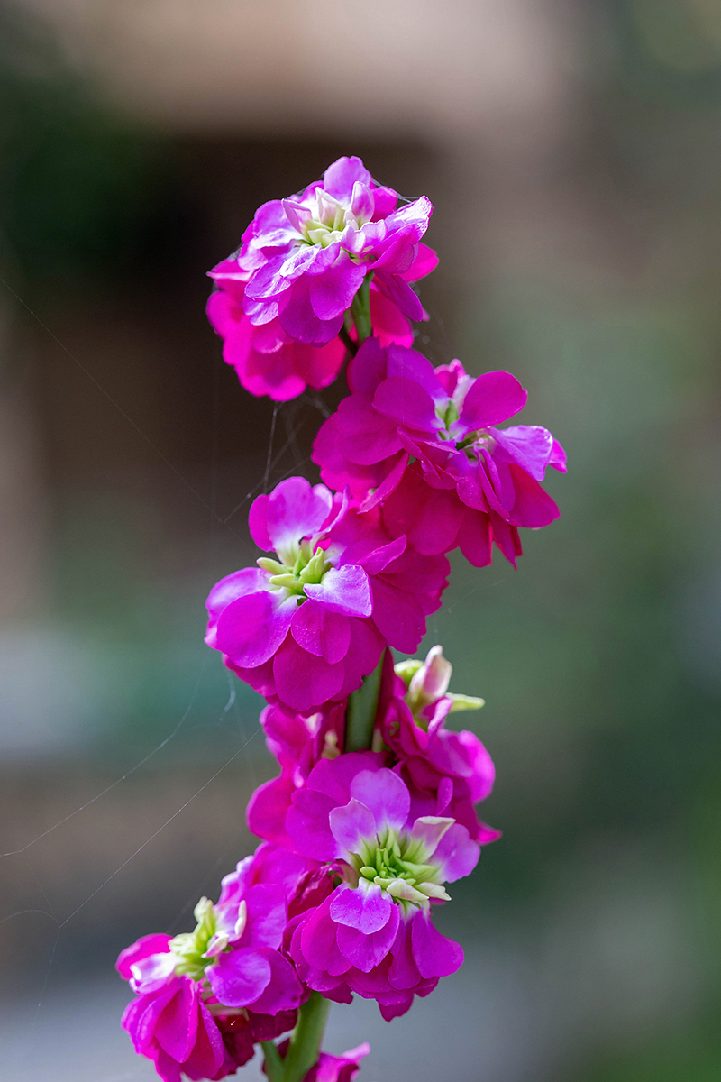 Изображение особи Matthiola incana.