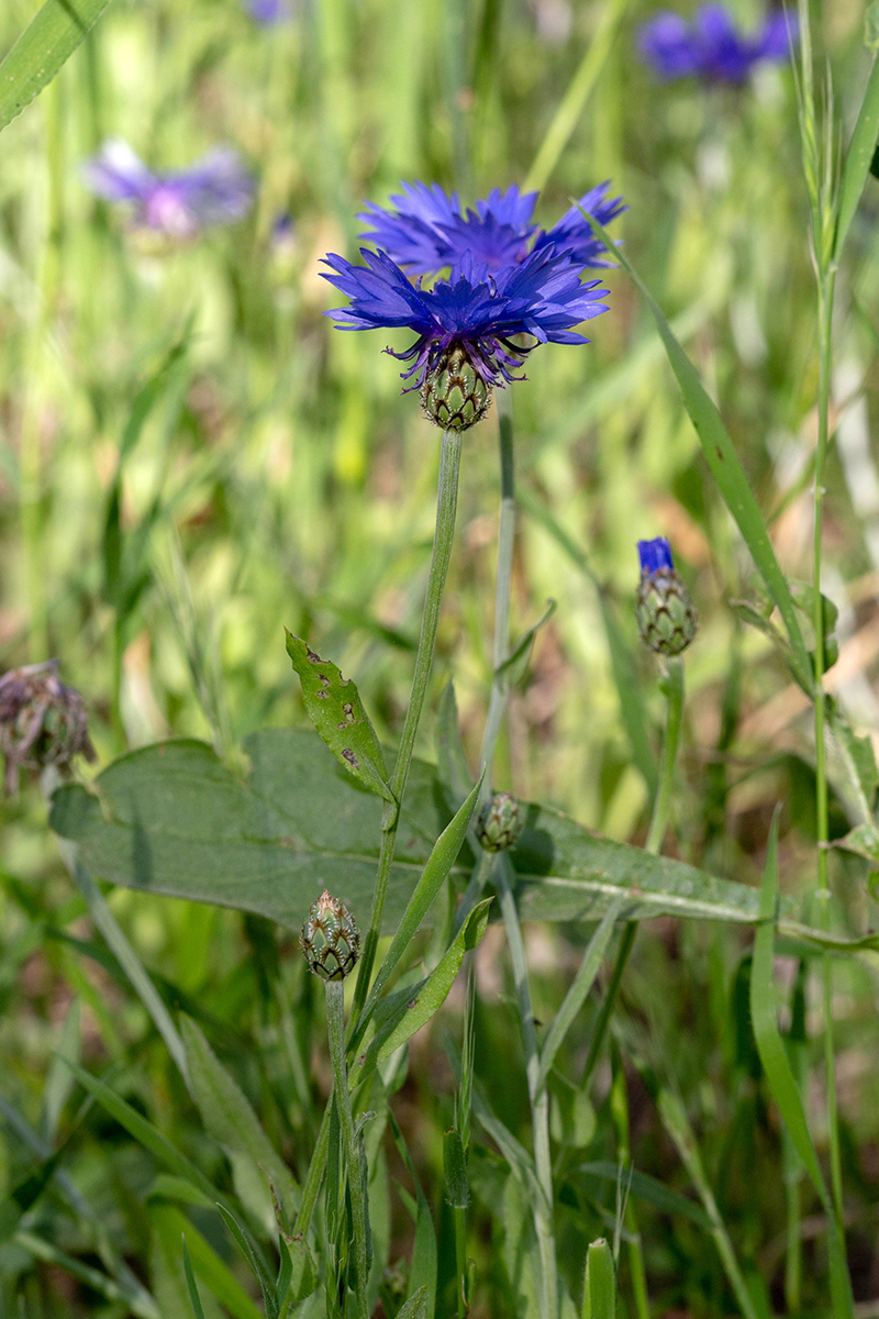 Image of Centaurea cyanoides specimen.