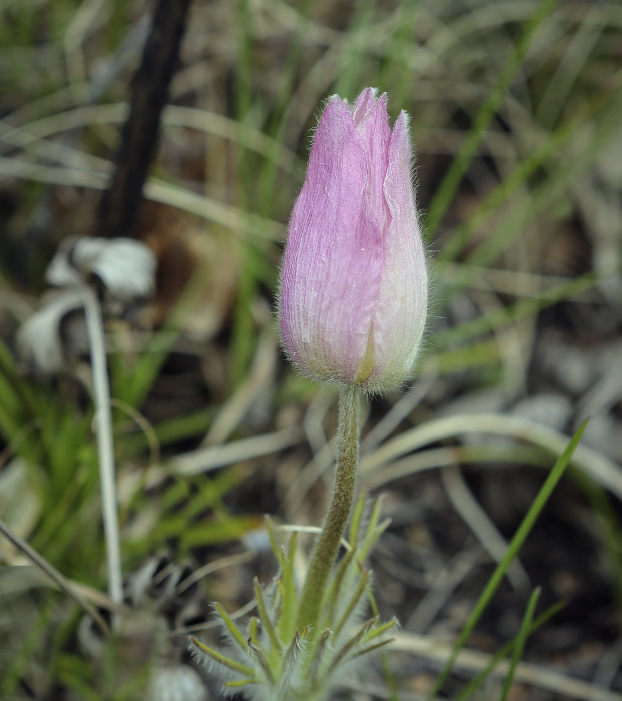 Изображение особи Pulsatilla uralensis.