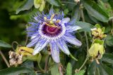 Passiflora caerulea. Цветущий и отцветшие цветки. Израиль, монастырь Латрун, возле стоянки. 27.06.2022.