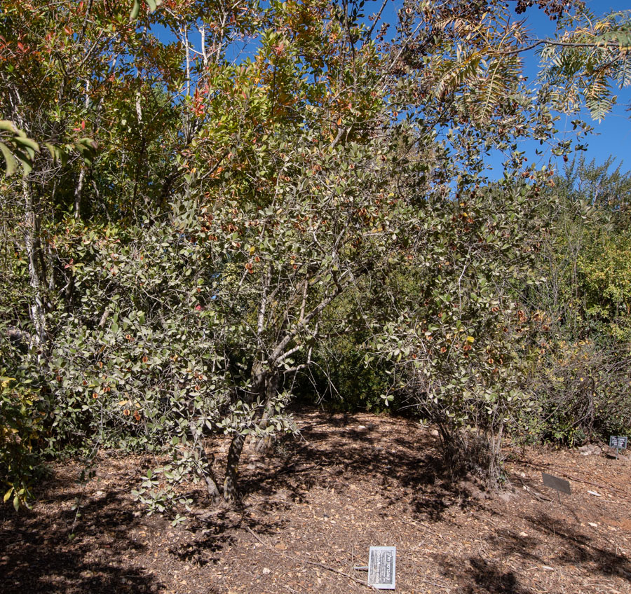 Image of Combretum molle specimen.