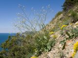 Crambe koktebelica