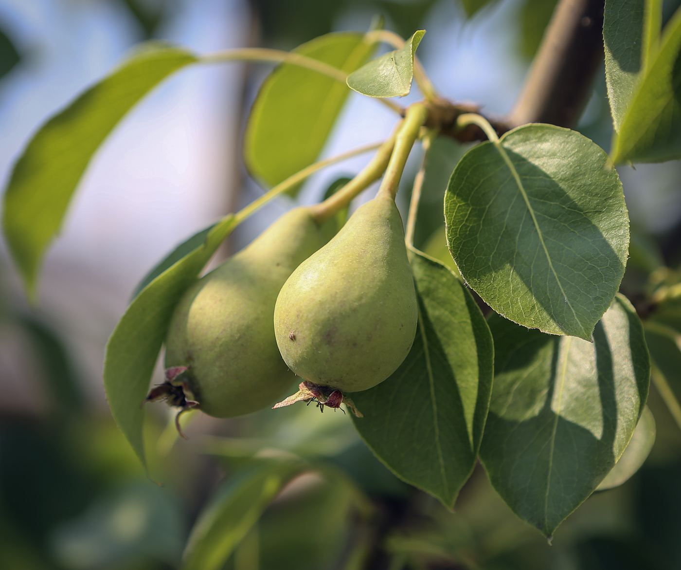 Image of Pyrus communis specimen.