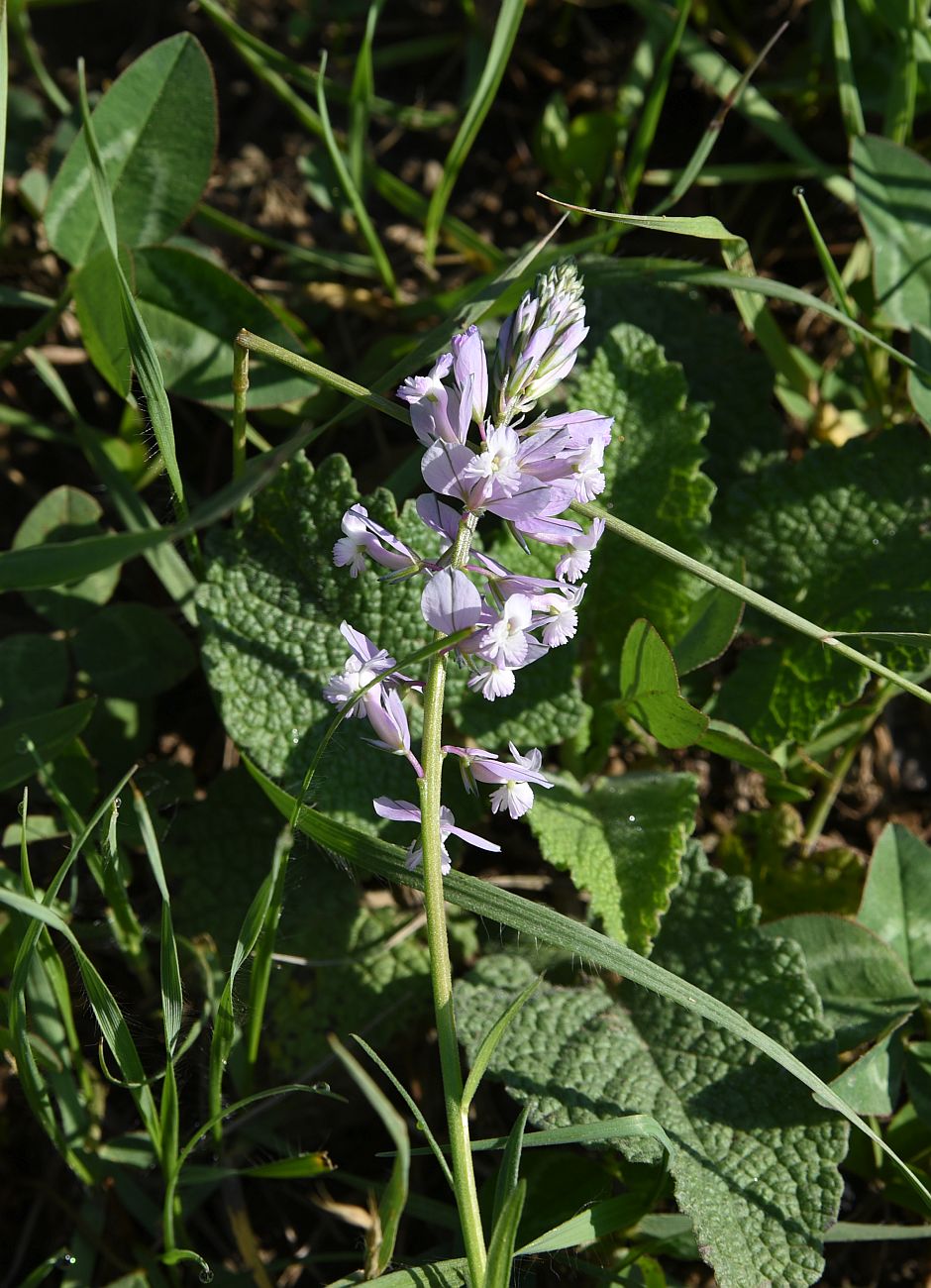 Изображение особи род Polygala.