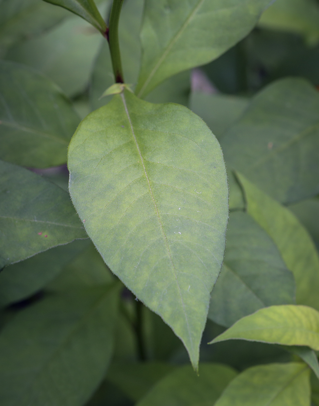 Image of Lysimachia clethroides specimen.