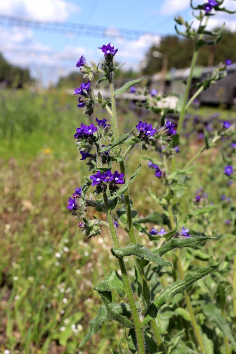 Изображение особи Anchusa officinalis.