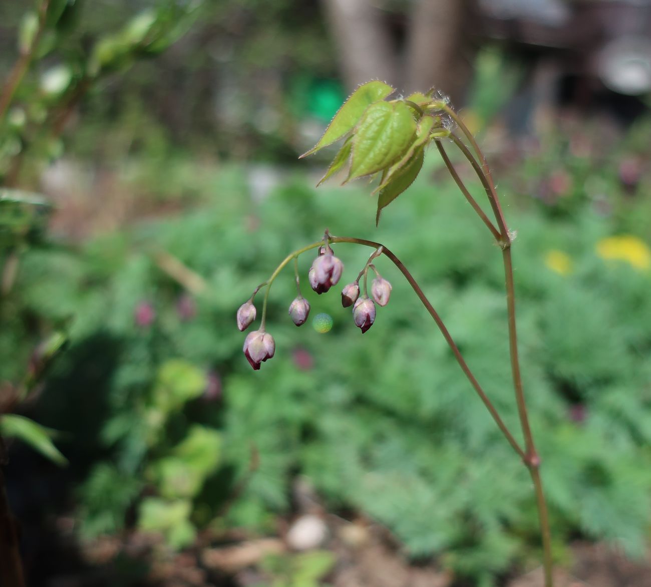 Изображение особи Epimedium rubrum.