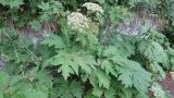 Heracleum lanatum. Цветущее растение. Камчатский край, Петропавловск-Камчатский, центр города, Никольская сопка, каменноберёзовый лес, у дороги. 25.07.2022.