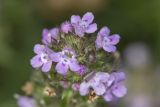 Thymus dzevanovskyi