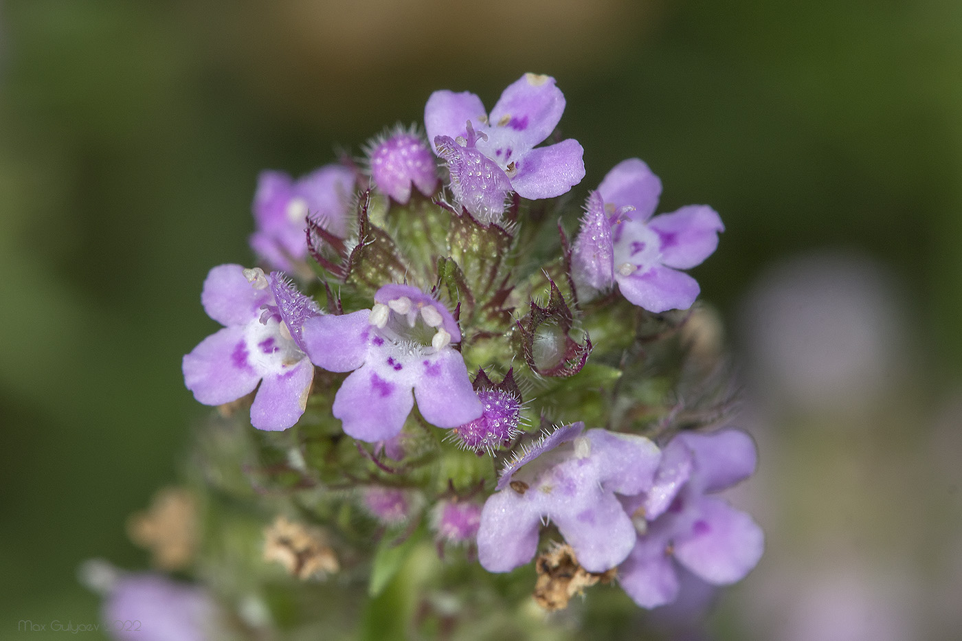 Изображение особи Thymus dzevanovskyi.