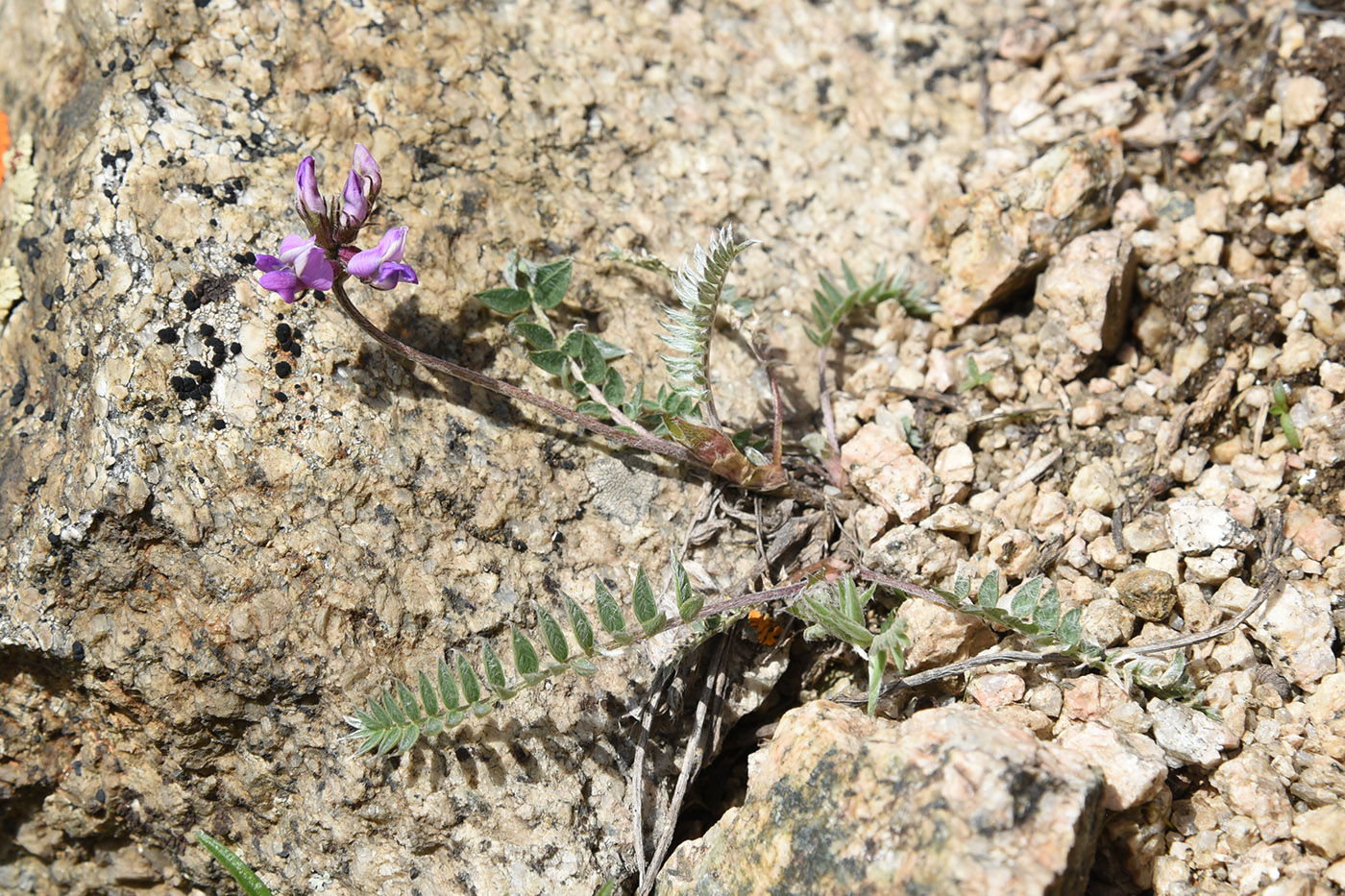 Изображение особи Oxytropis lapponica.