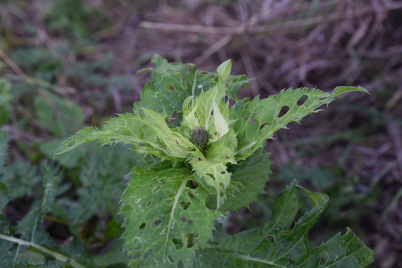 Изображение особи Cirsium oleraceum.