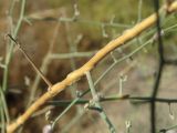 Image of taxon representative. Author is Алексей Черняк