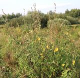 Althaea officinalis