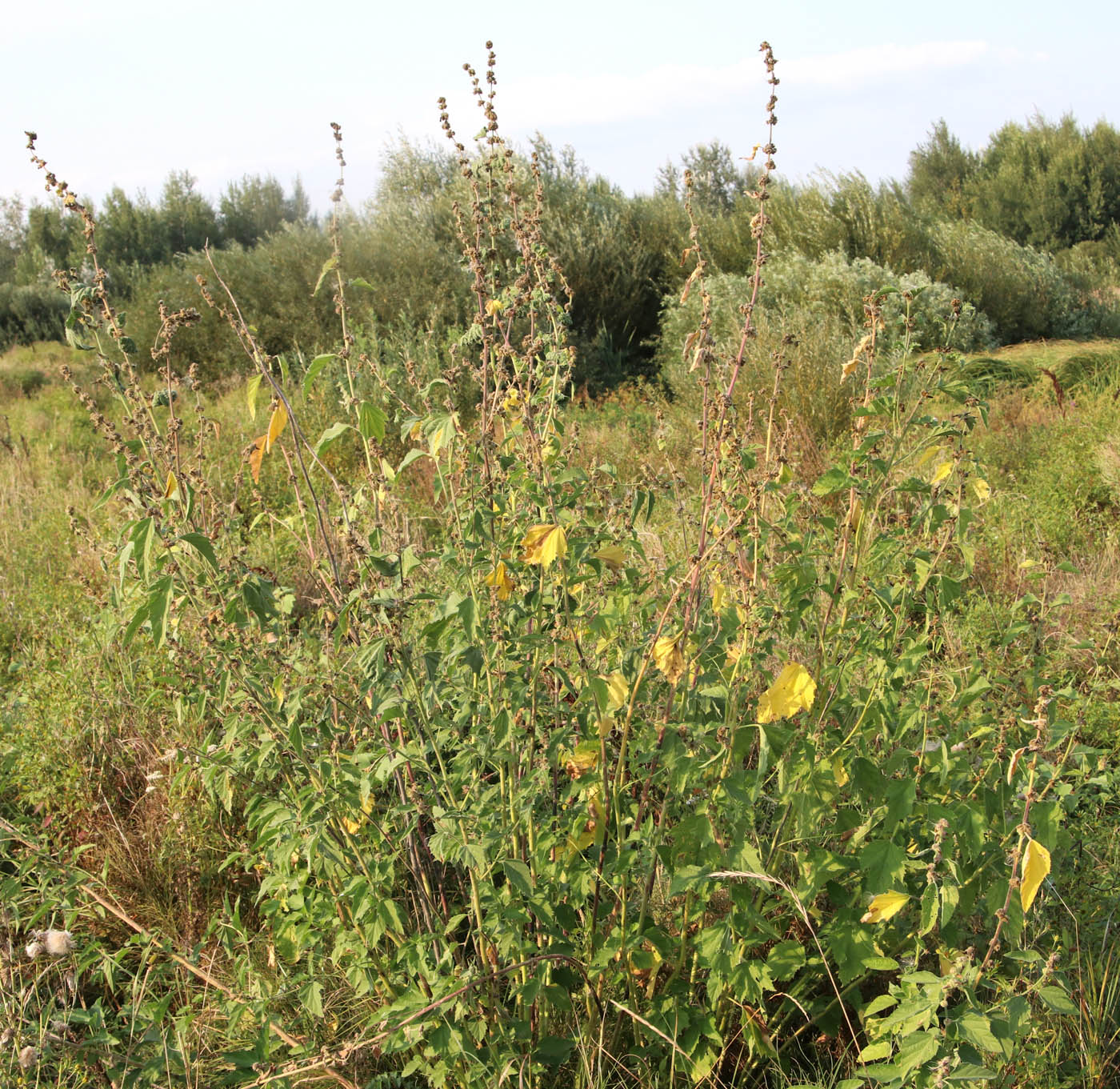 Image of Althaea officinalis specimen.