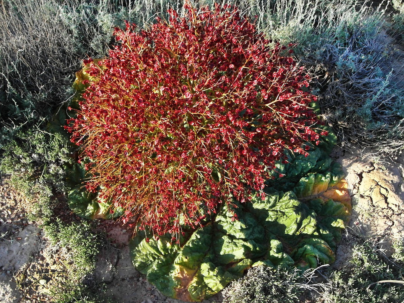 Image of Rheum tataricum specimen.