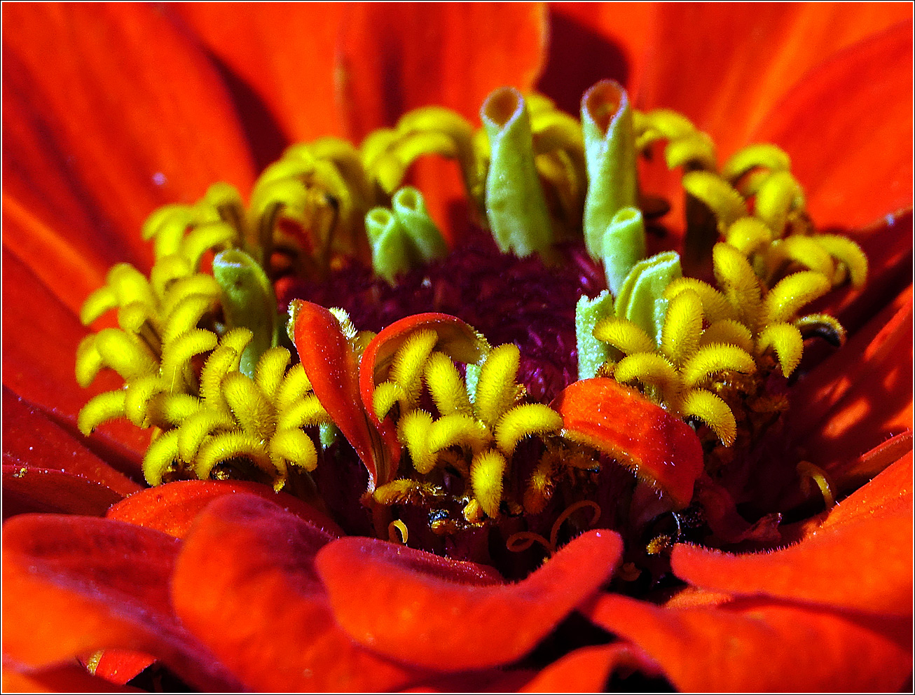 Image of Zinnia elegans specimen.